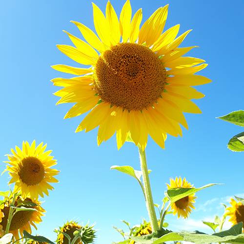 tournesol